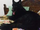 German Shepherd Puppy Long Coat