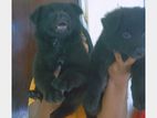 German Shepherd Puppy Long Coat