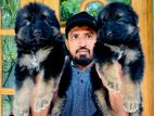 German Shepherd Long Coat Puppies