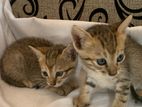 Kittens for a Kind Home