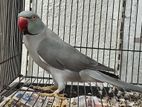 Grey Male Ringneck Parrot