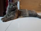 Grey Persian Cat