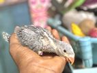 Grey Ringneck Parrot Chick
