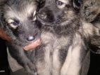 German Shepherd Puppies