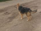 German Shepherd Dog