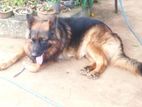 German Shepherd for Stud
