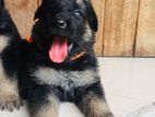 German Shepard Male Puppy