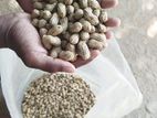 Ground Nut Peanuts