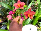 Ground Orchid