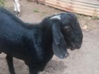 Farm Goat