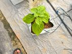 Grow Bags with Media