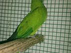Green Parrot