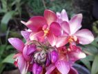 ග්‍රවුන්ඩ් ඕකිඩ්