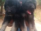 German Shepherd Puppies