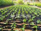 ගස් ලබු පැල (Papaya plants)