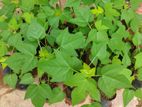 ගස් ලබු පැළ