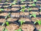 ගස් ලබු පැළ (Papaya plants)