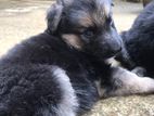 German Sheperd Puppies
