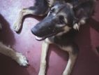 German Shepherd Dog