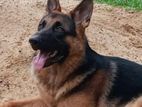 German Shepherd Dog for Crossing