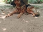 German Shepherd Dog for Crossing