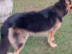 GSD Long Coat Male available for Crossing