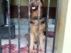 German Shepherd Dog for Crossing