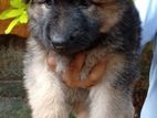 German sheperd Puppies