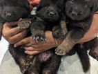 German Shepherd Puppy