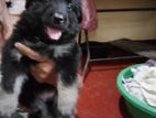 German Shepherd Puppy