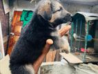 German Sherpad Puppy