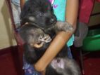 German Shepherd Puppy