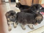 GSD puppy’s