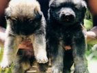 German Shepherd Puppies