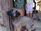German Sheperd Puppies