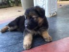 German Shepherd Puppy