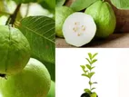 Guava