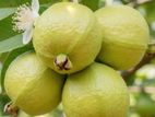 Guava