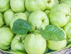 Guava