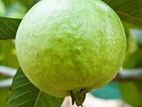 Guava