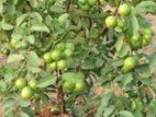 Guava
