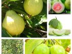 Guava Plant