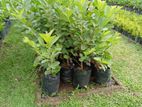 Guava Plants - (ඇපල් පේර පැල)