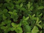 Guava Plants
