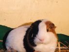 Guinea Pig