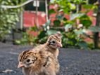 Guinea Chicks