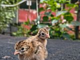Guinea Chicks