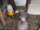 Guinea Fowl Chicks