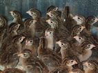 Guinea Fowl Chicks