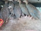 Guinea Fowl Chicks